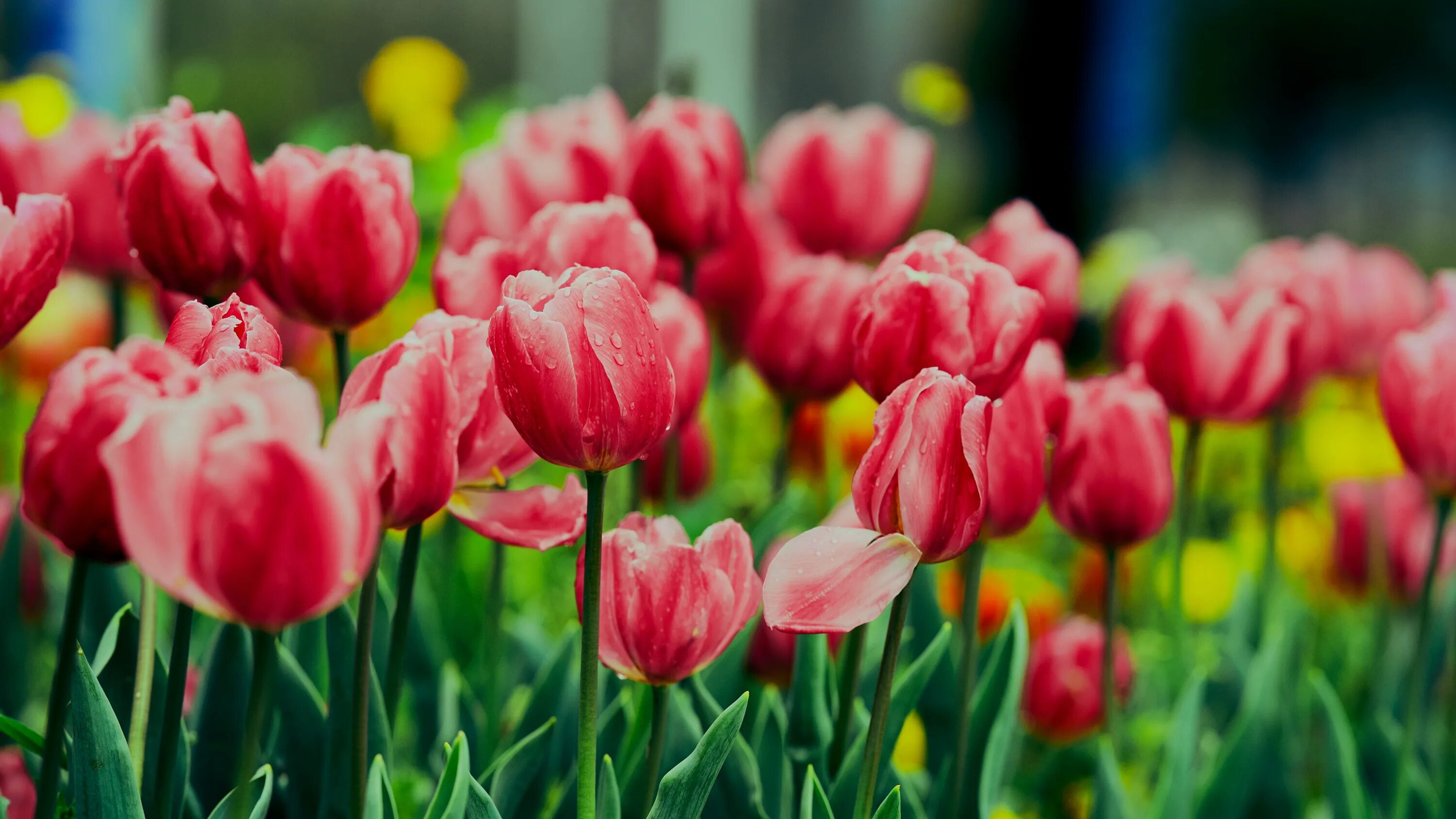 Tulips