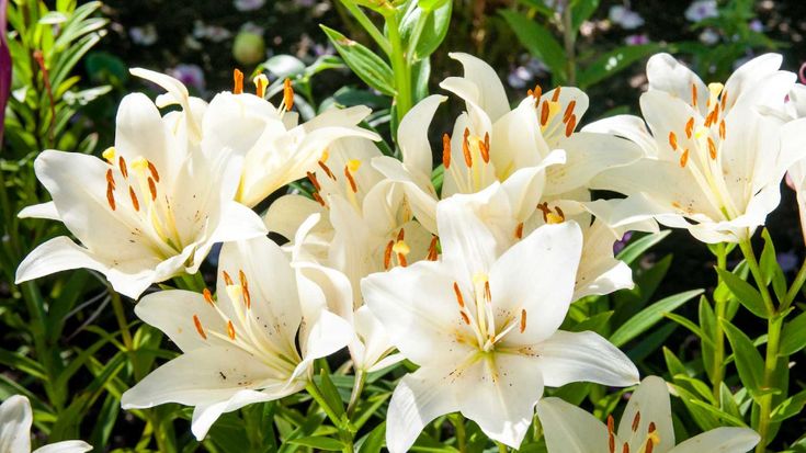 Lilies