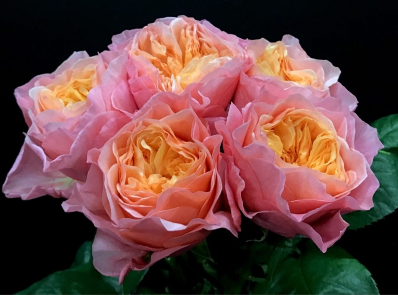 Classic Roses