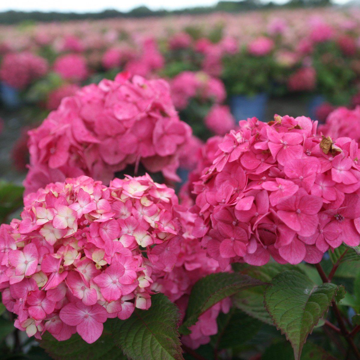 Summer Blooms